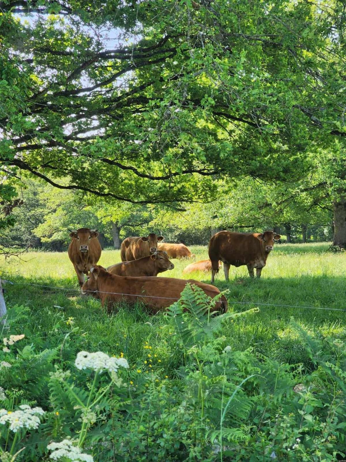 Le Chalet Limousin Folles Bagian luar foto